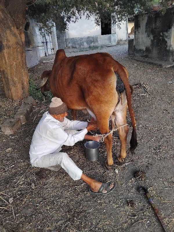 ગીર ગાય