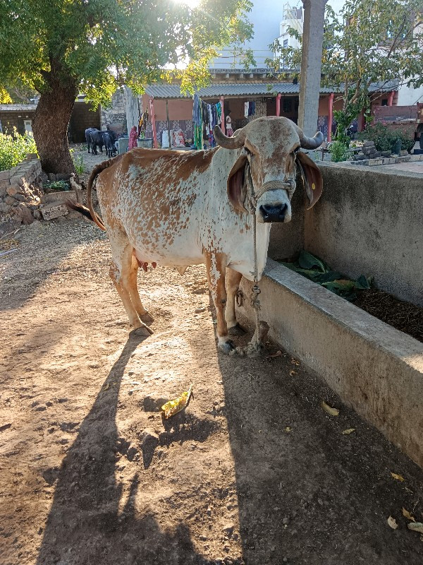 ગાય