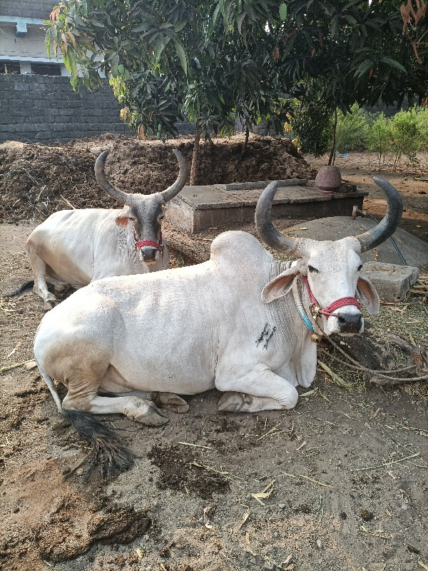 બળદ વેચવાના છે