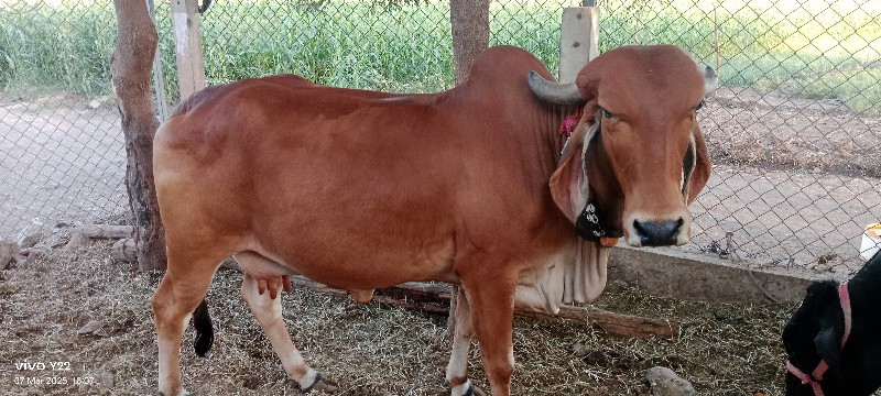 ગાય‌ દેવાની છે