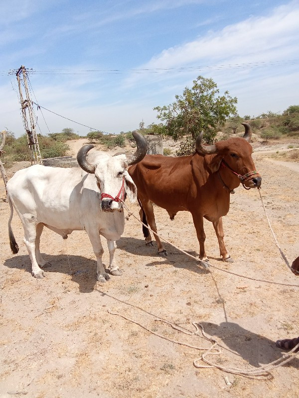 બળદ