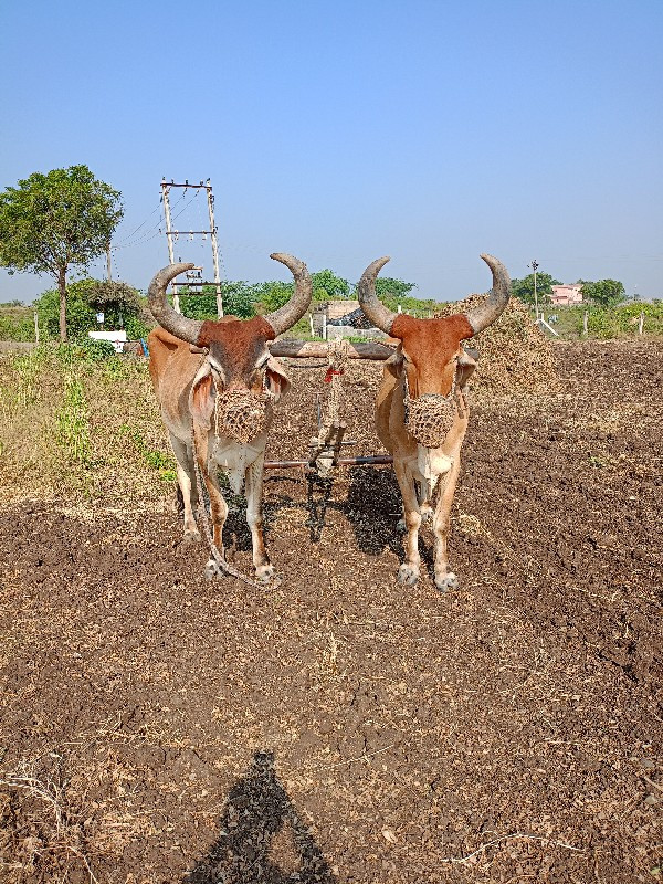 સાટુ કરવા નું છ...