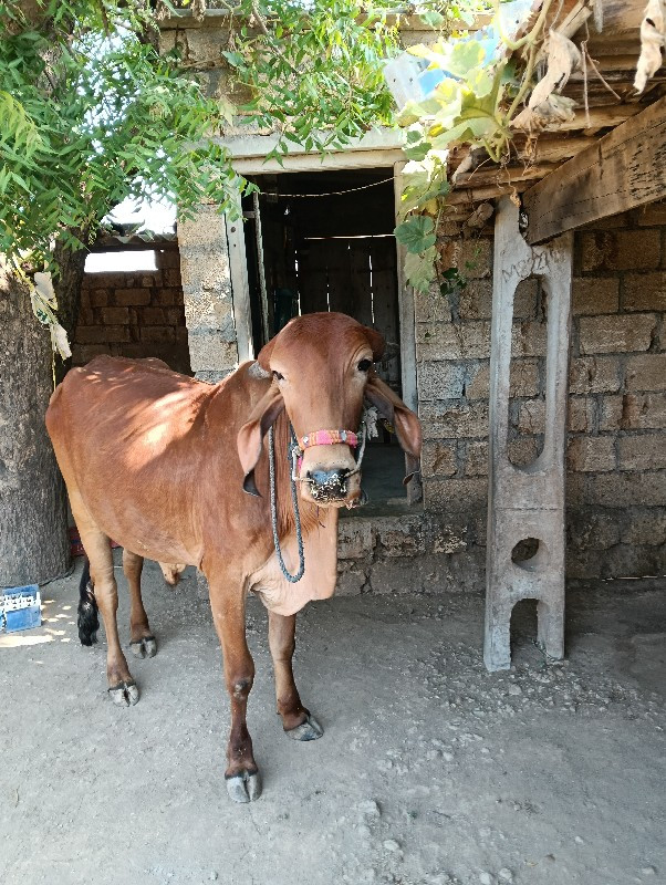 ઉમેદ ભાઈ