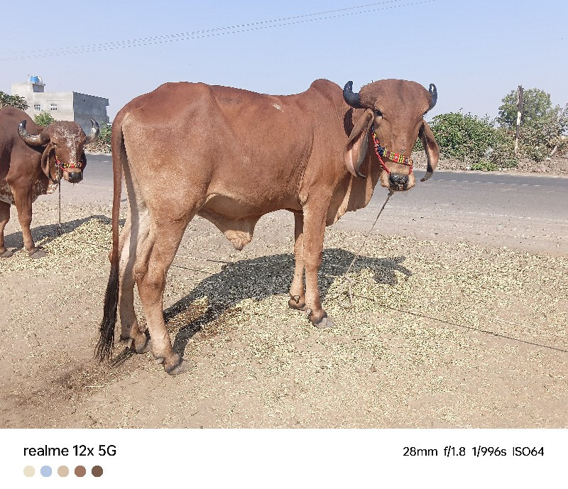 ગામ કૈટડા સાંગા...