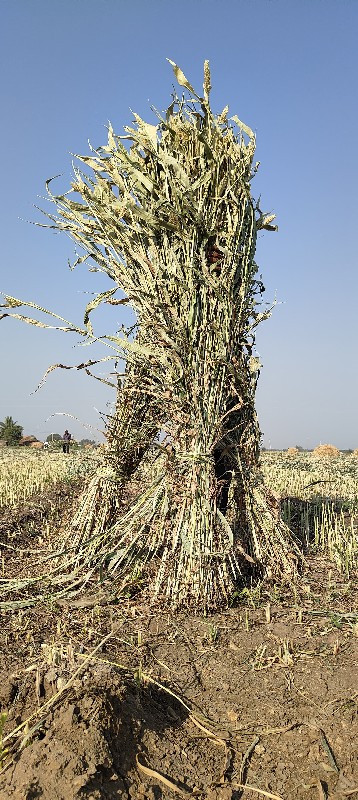 જુવાર ના પુરા