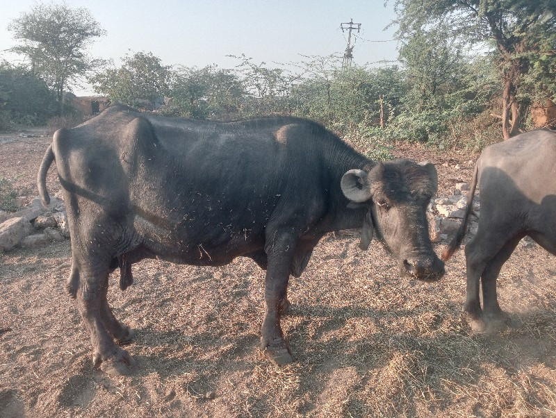 નવમો મહિનો ટોટલ...