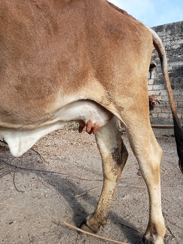ગાય વેચવાની છે