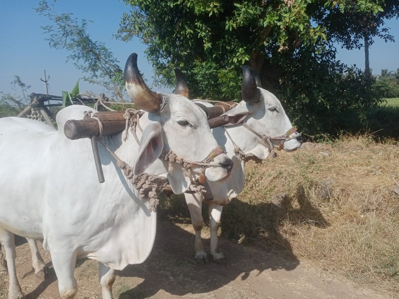 બળદ વેચવાનું છે