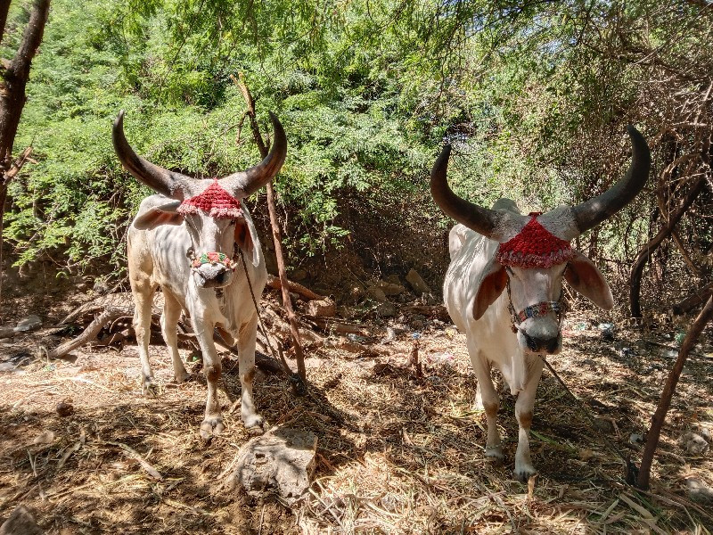 ગોઢલા વેચવા ના...