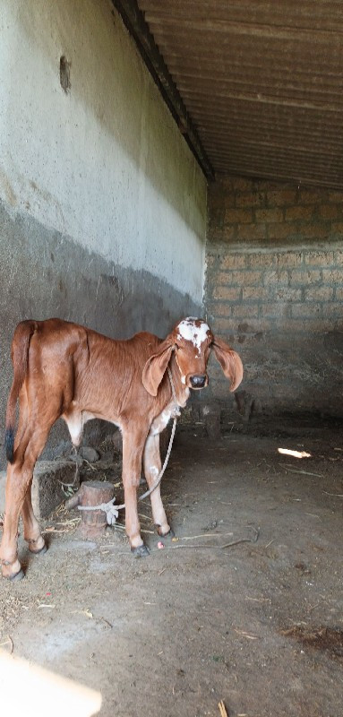 ગાય વેચવાની છે...