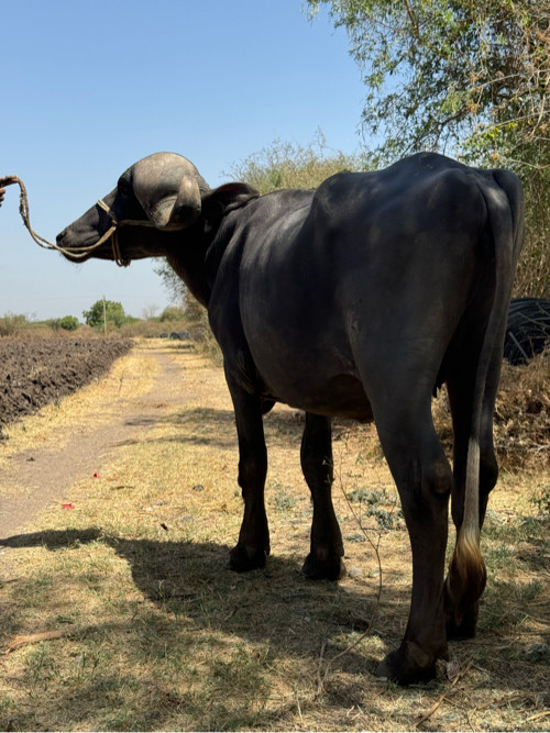 Khadi