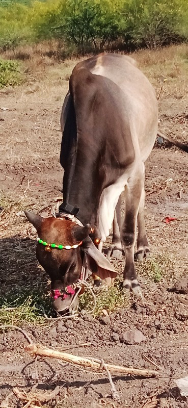 દેવીપુજક લે વેચ