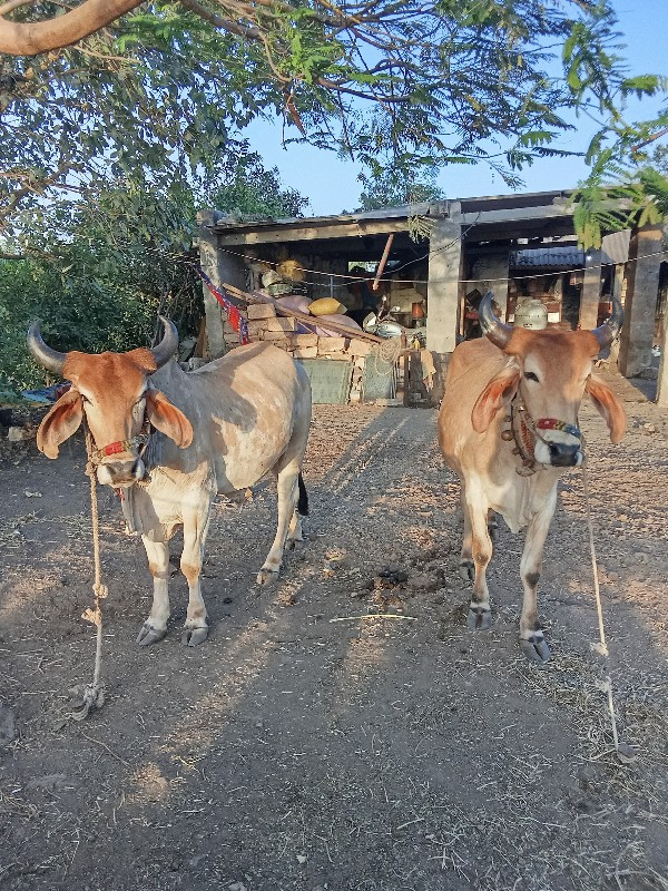 હાલતા બધાય સોજા