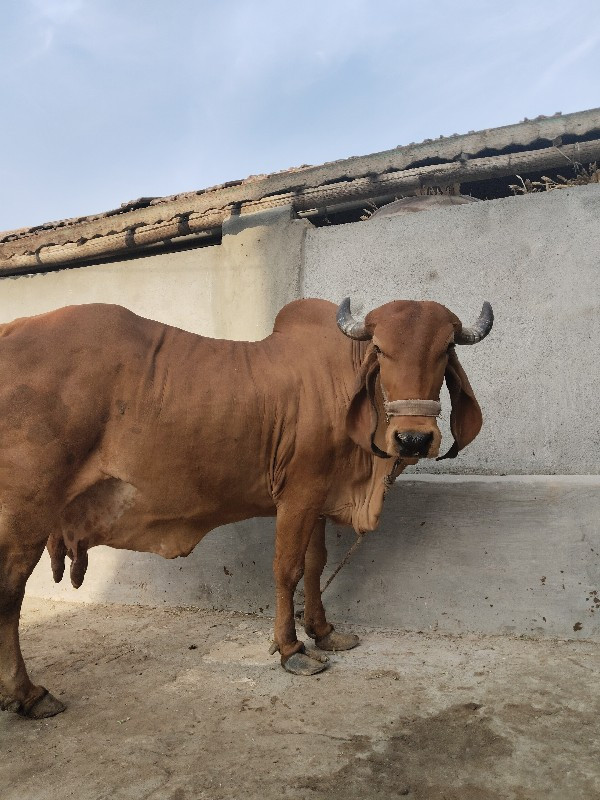 ગાય વેચવાની છે