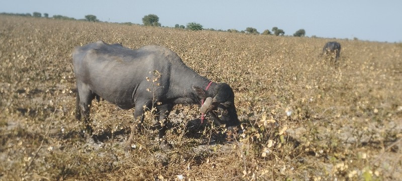 ભેસ