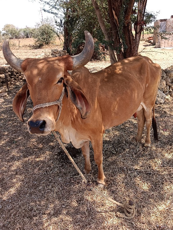 દિલીપ કણજારીયા