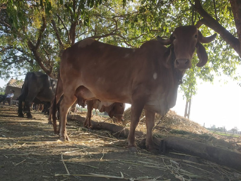 સુવણૅ  કપિલા ગી...