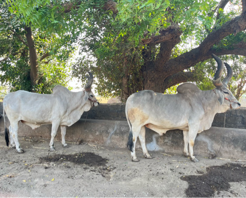 બળદ વેચવાના છે