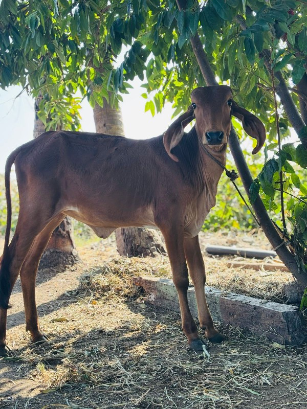 એમનમ આપવાની છે...