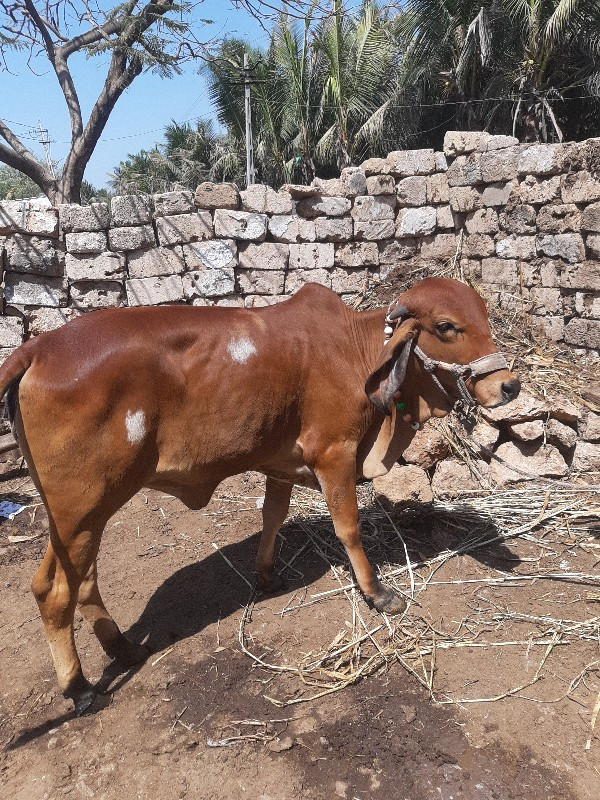 ઓરિજિનલ ગીર હોડ...