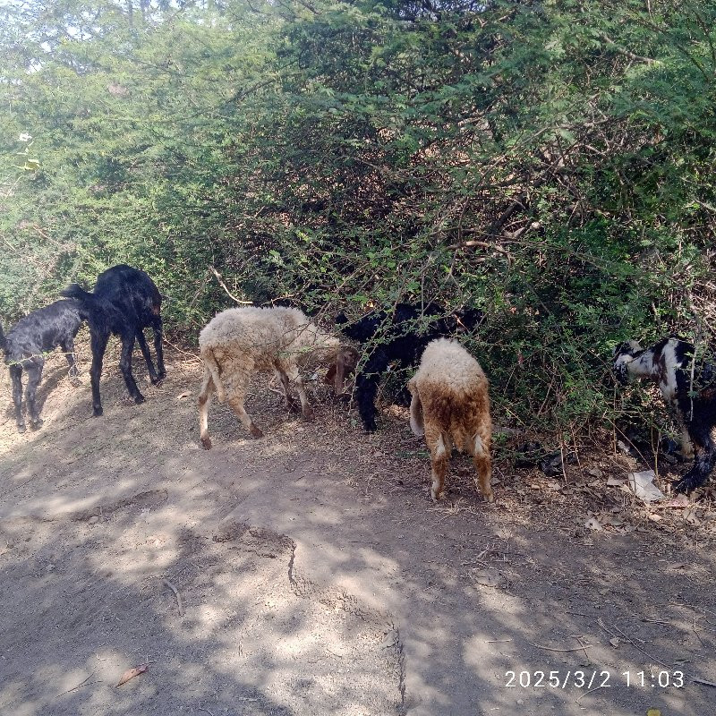 અર્જન્ટ વેચવાના...