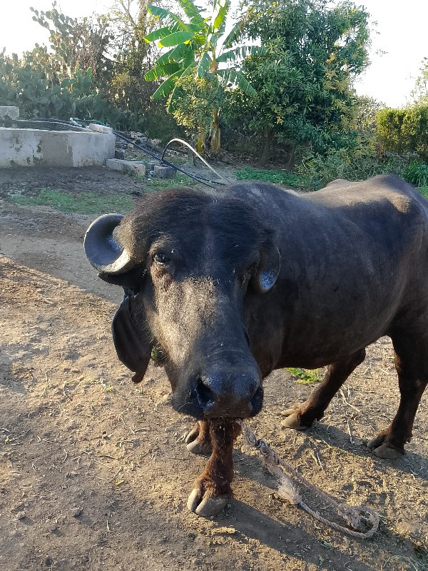 ભેંસ આપવાની છે.