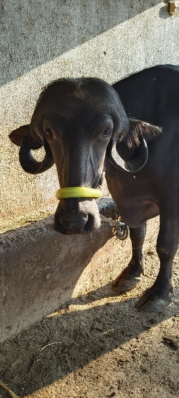 ભેંસ