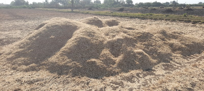 ચણાનુ ખારીયૂ (ભ...