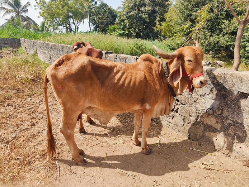 2 ગાય દેવા ની છ...