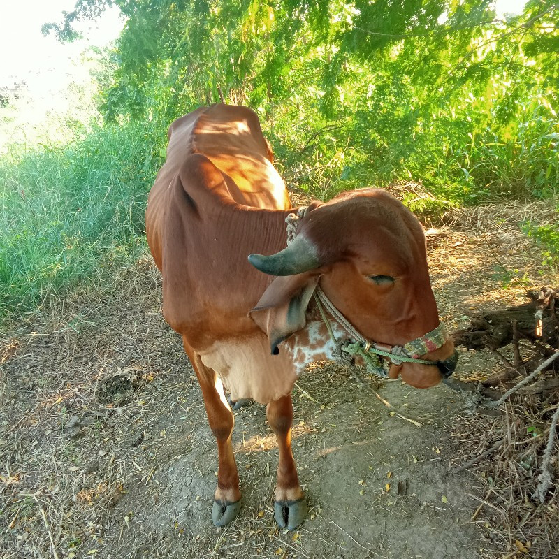 ગોડલા વેચવાના છ...