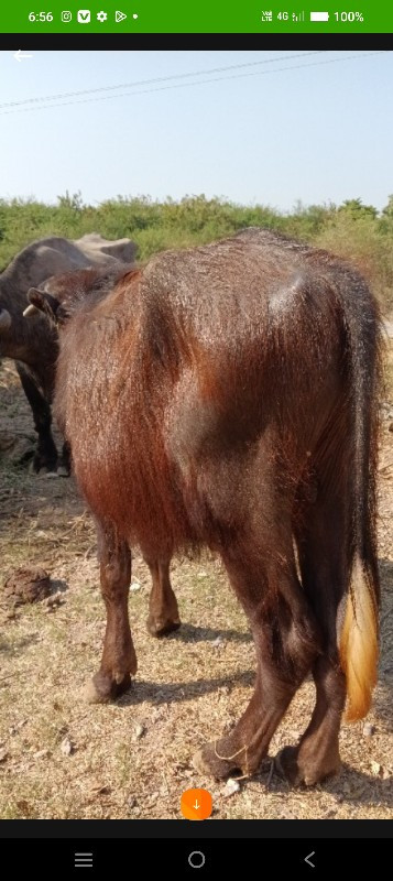 પાડો વેચવાનો છે