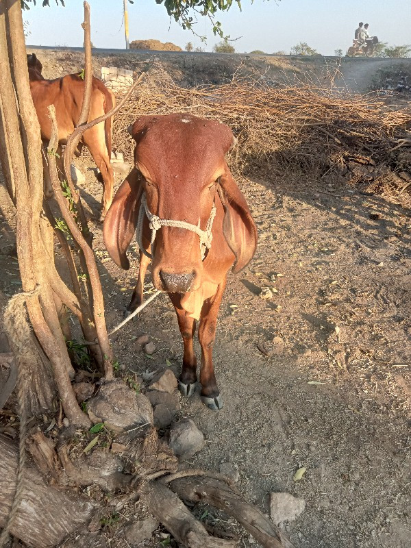 વાછડી વેચવાની છ...