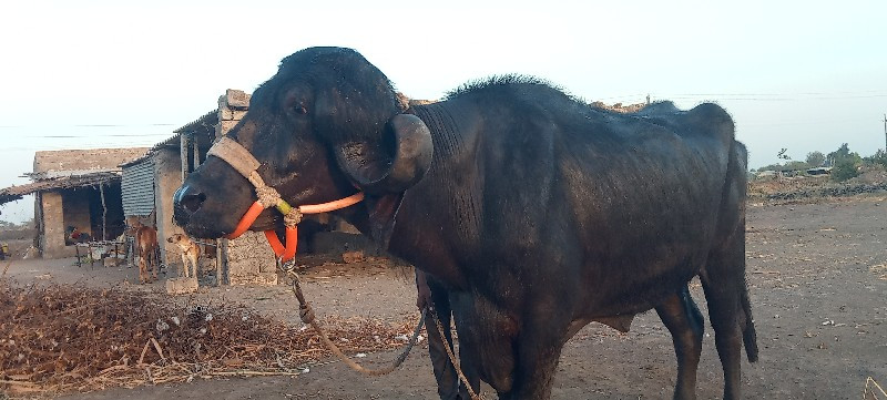 ખડેલી વેંચવાની...