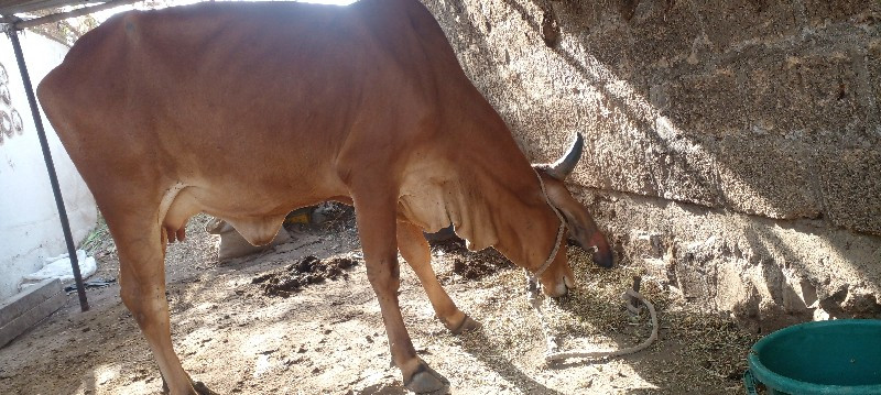 ગાય વેચવાની છે