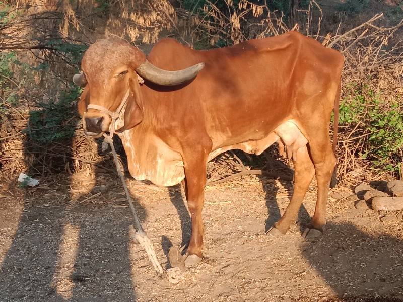 બીજું વૈતાર એક...