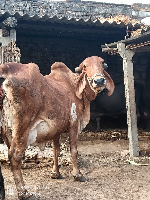 ગાય વેચવાની છે