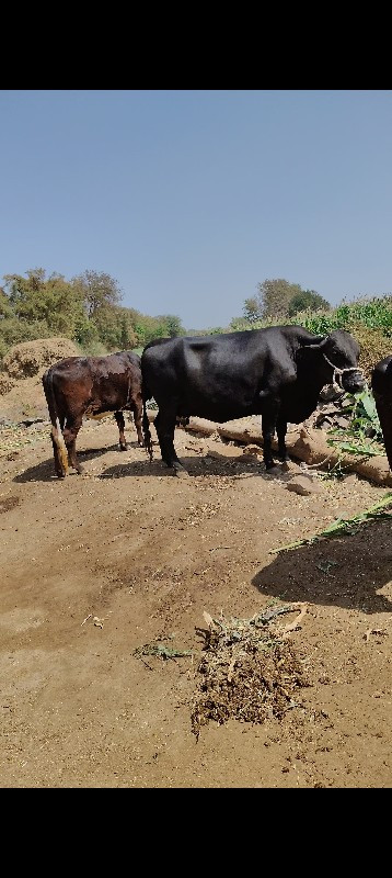 ગાય આપવાની છે