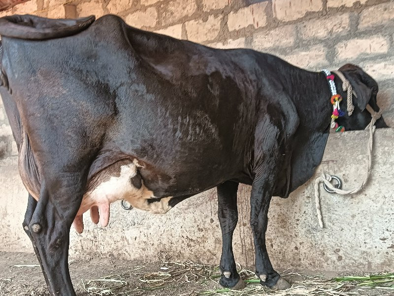 ગીર ક્રોસ ગાય વ...