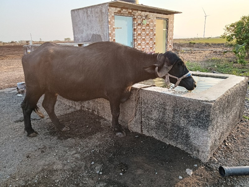 ત્રણ વર્ષનુ ખડે...