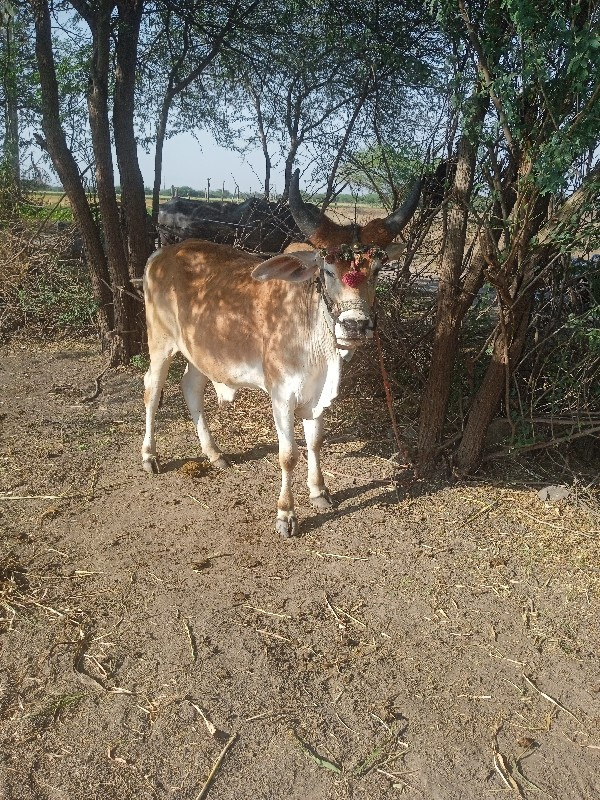 વેચવાના છે