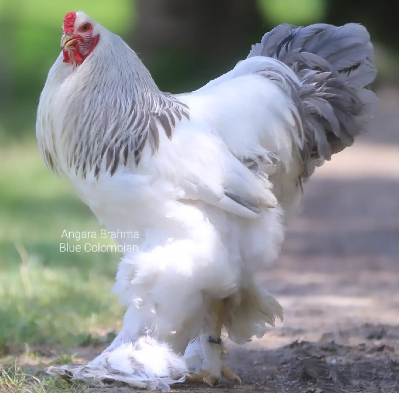 Brahma 2 male