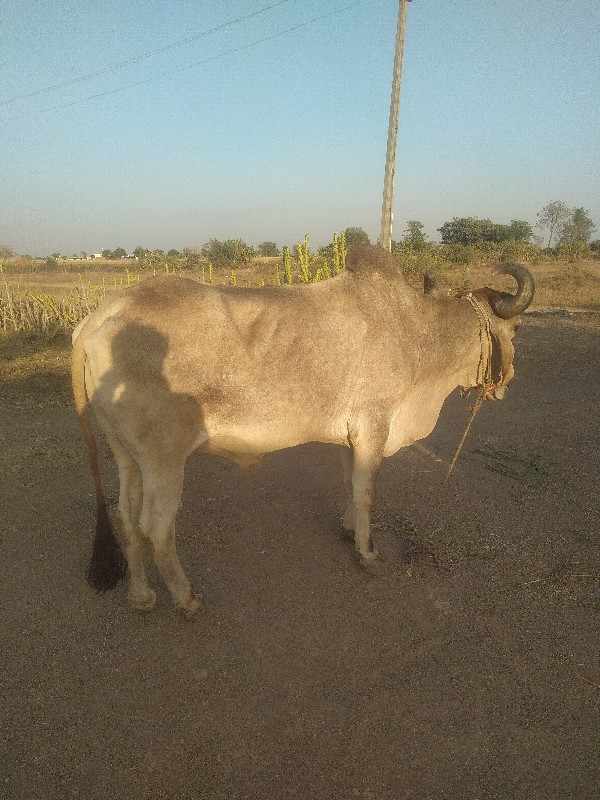 બળદ વેચવાનો છે