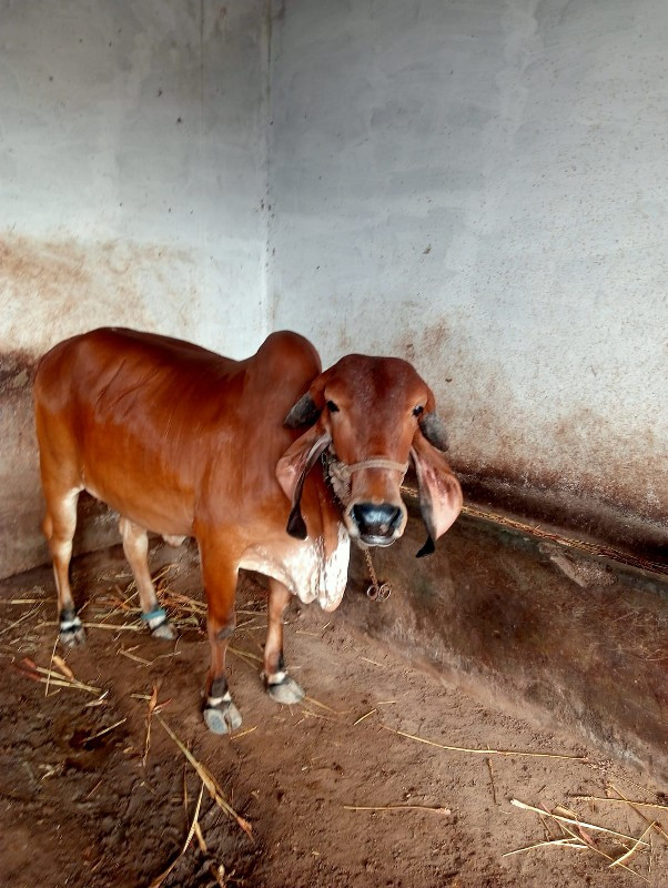 દેસી ગાય અને વા...