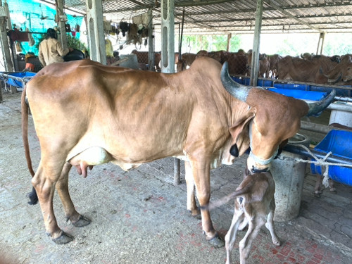 ગાય વેચવાની છે