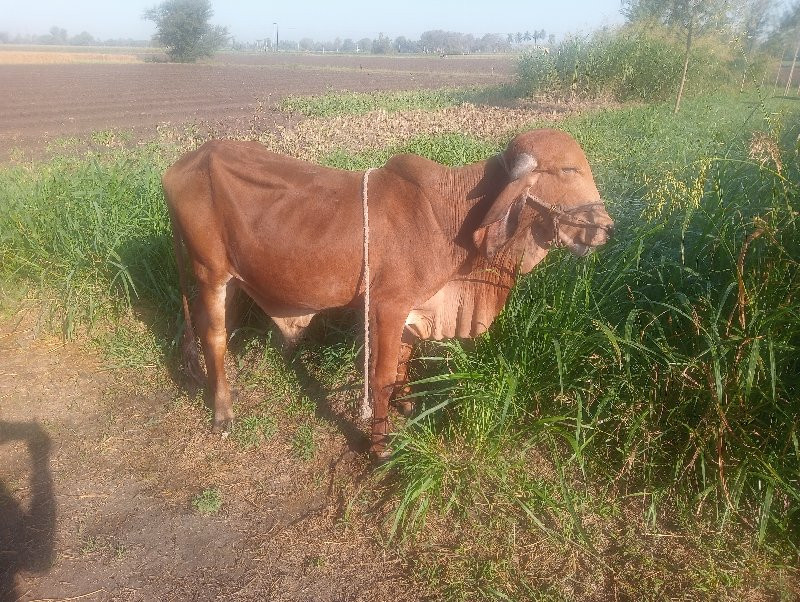 ગીર ગોધલો વેચવા...