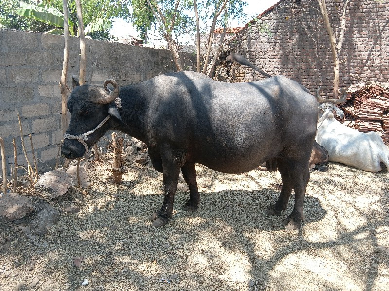 અલ્તાફ