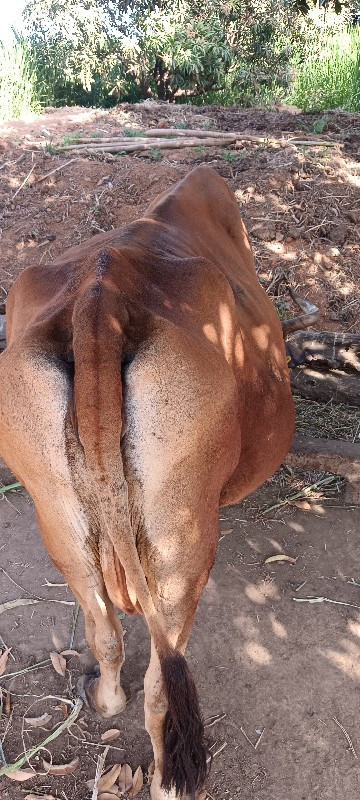 ગાય