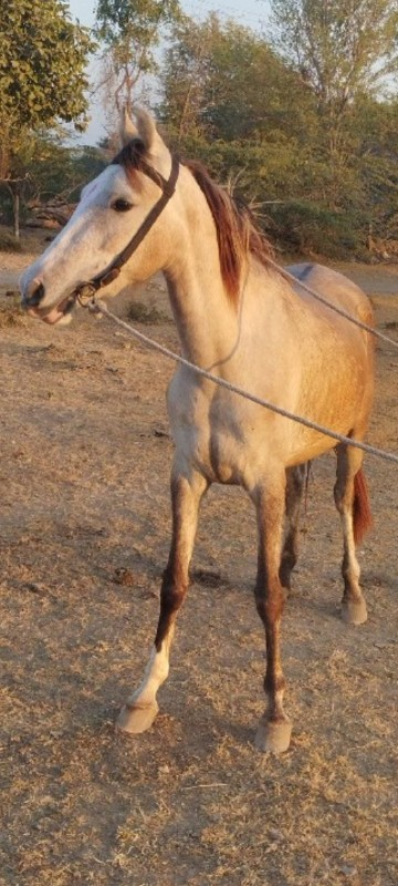 વછેરી