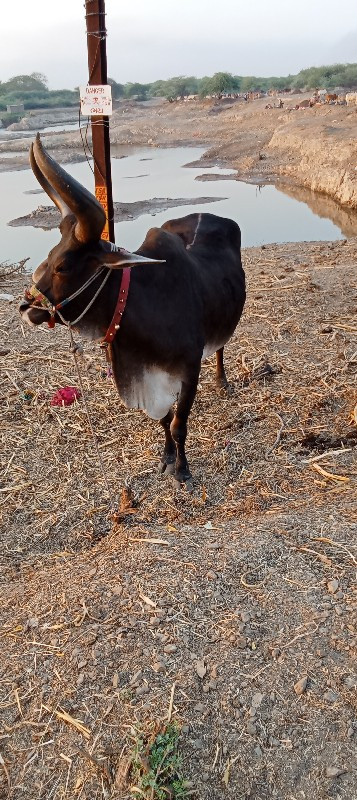 Naresh Bhai