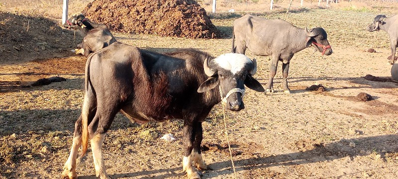 આ પાડો વેચવાનો...